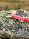Rosa nøkkelring thumbnail